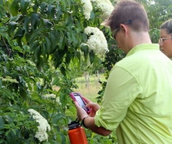 Elderberry bush