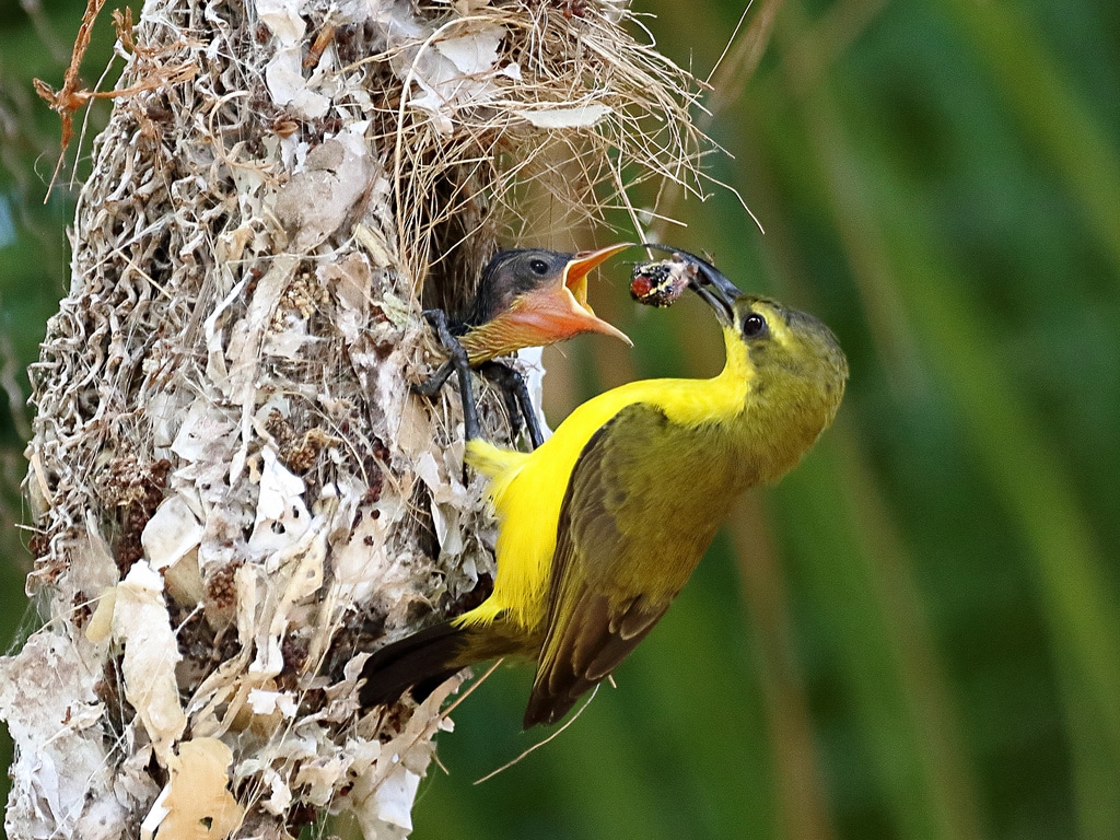Feeding insects to a chick.