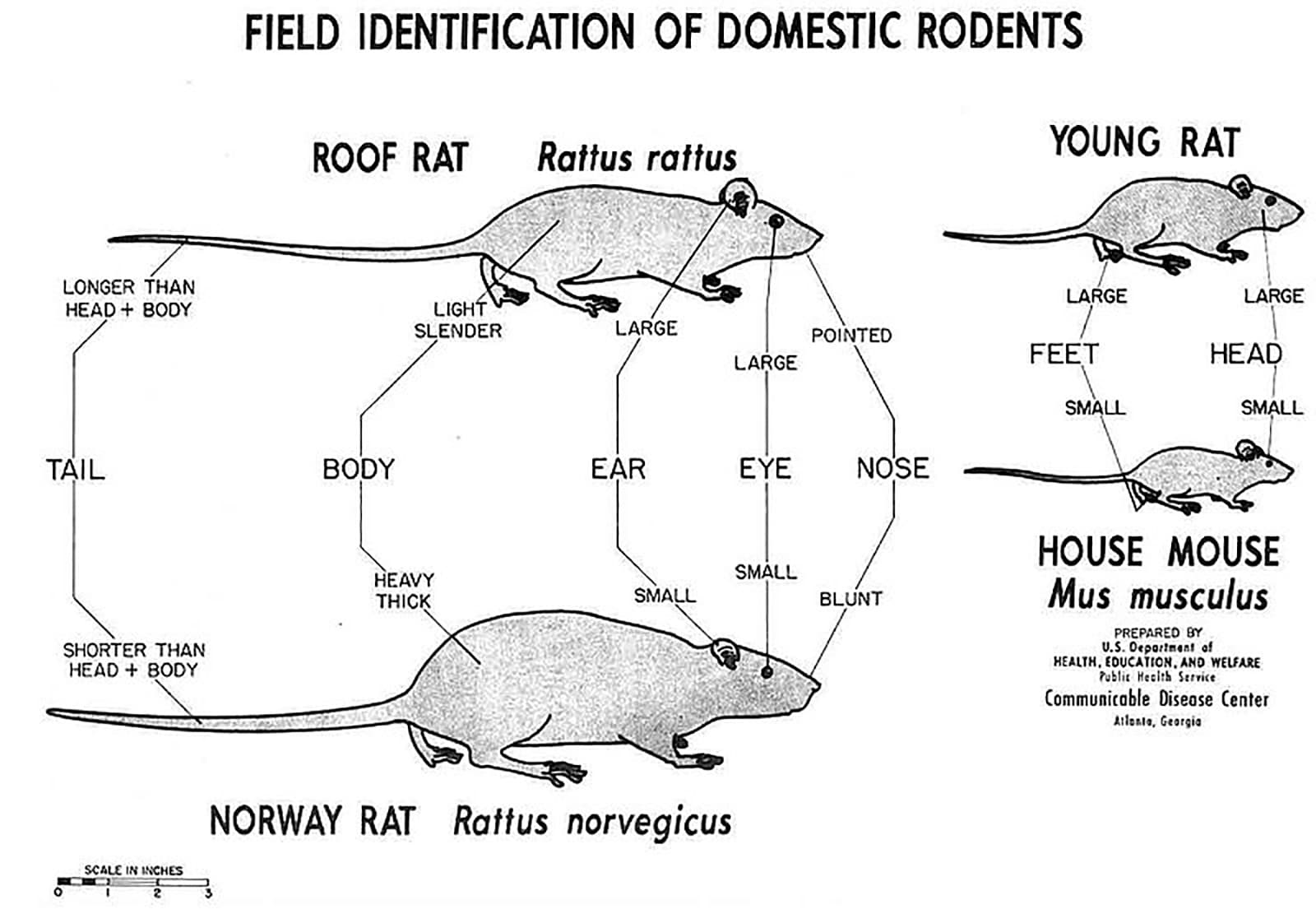 Field identification of rodents.