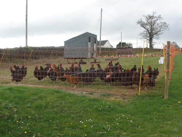 Free range poultry