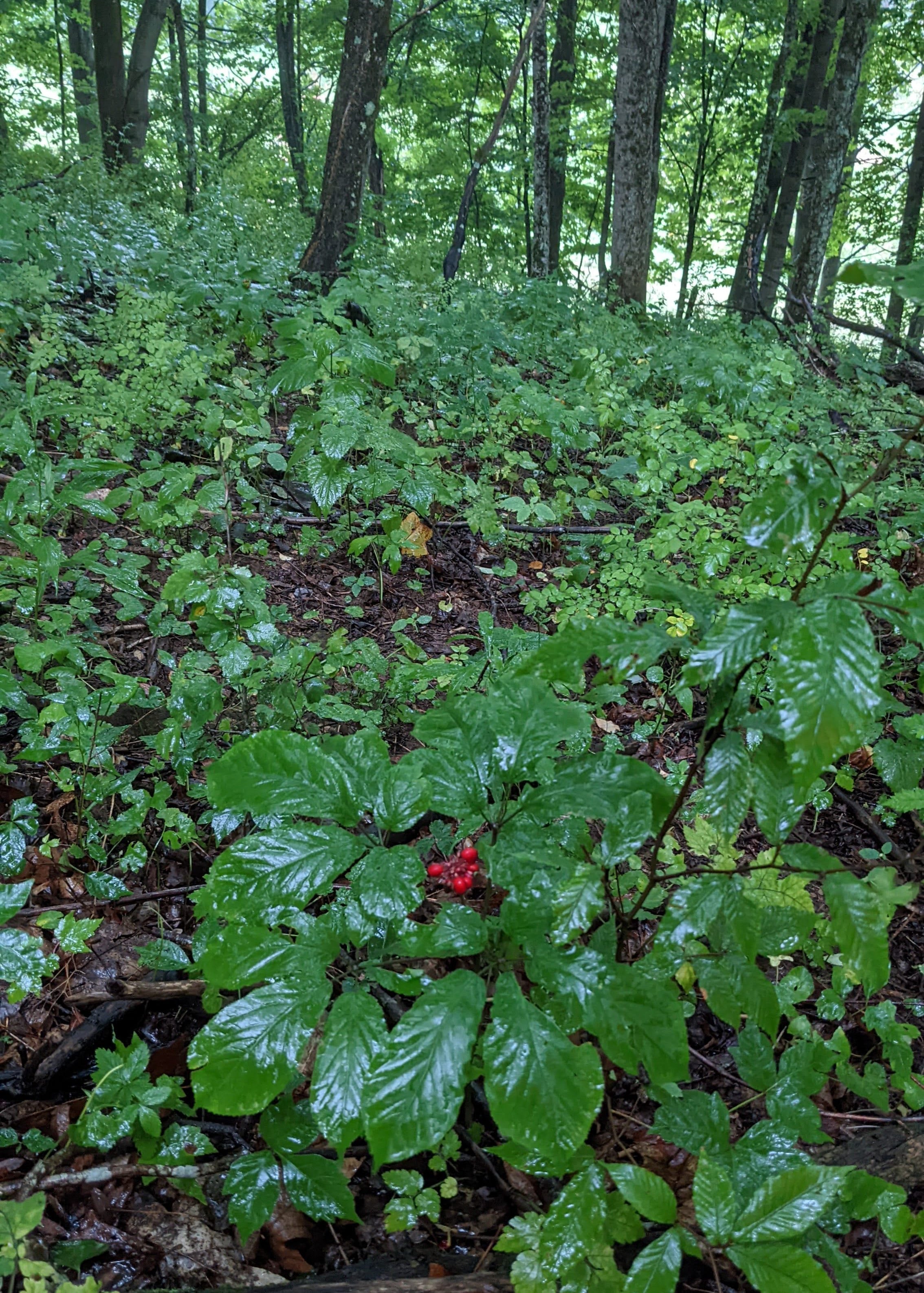 Ginseng plants with red seeds in foreground, trees in the background.