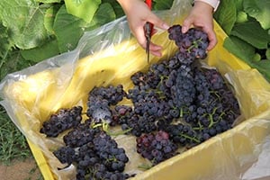 Hands sorting table grapes into shallow container