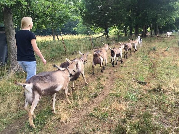 Dairy goats walking to barn.