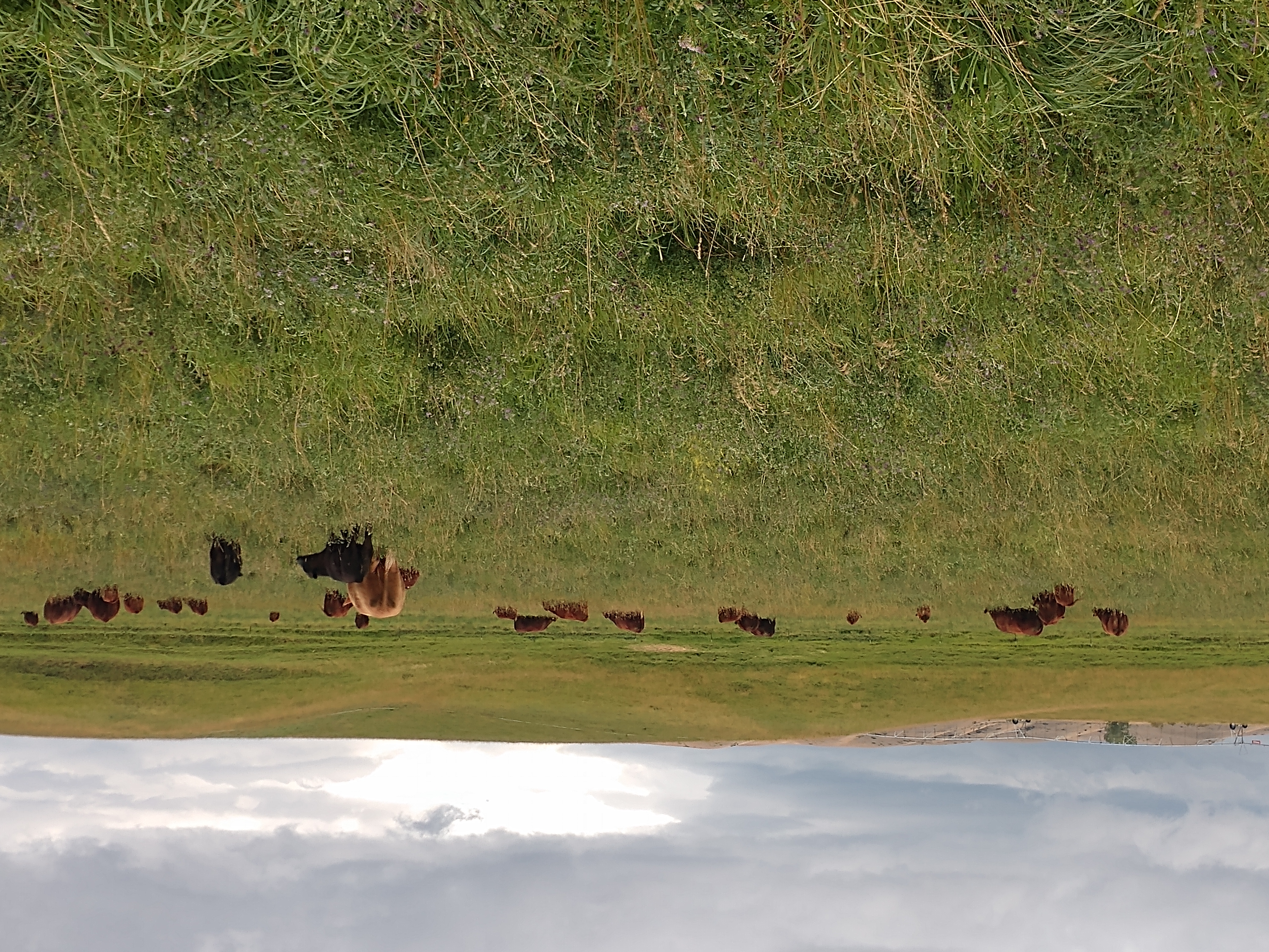 cattle and calves on Lair Ranch