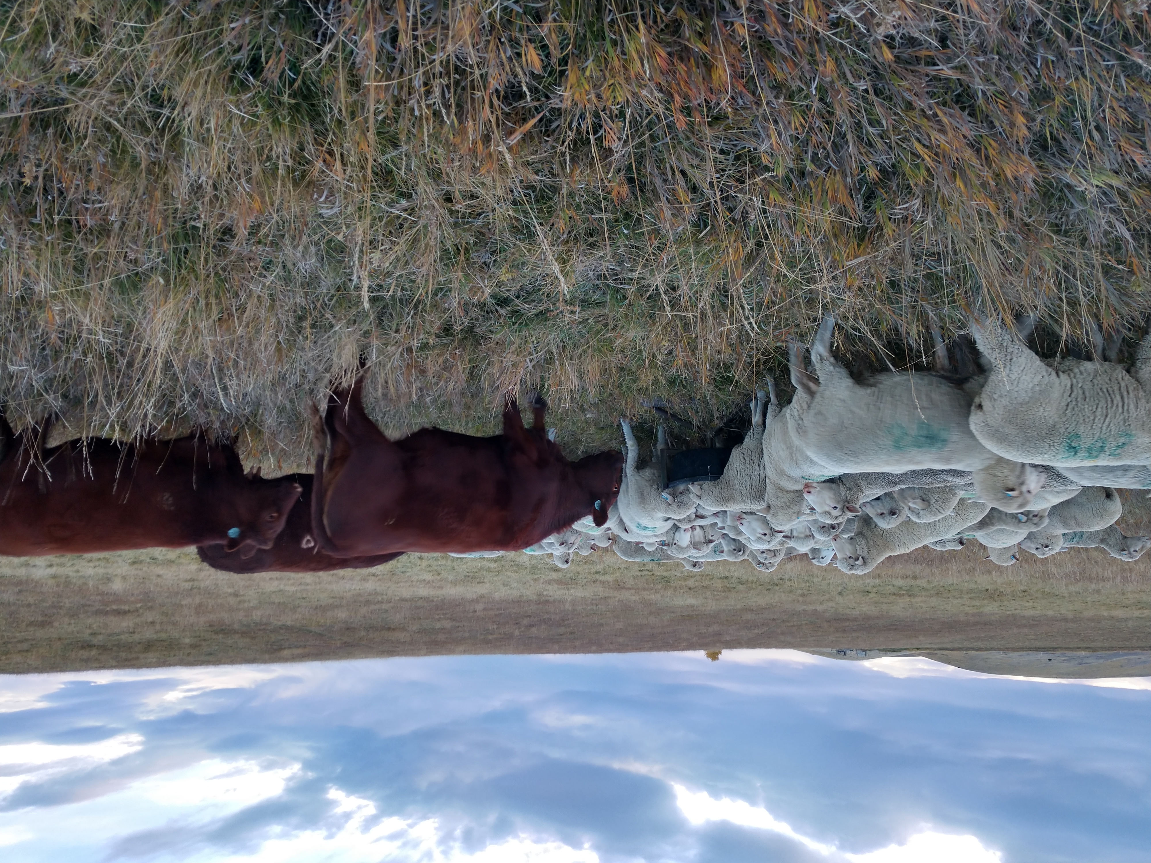 sheep and cattle on Lair Ranch