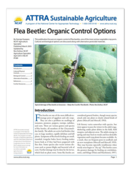 Flea Beetle: Organic Control Options cover