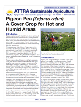 Guisante de paloma (Cajanus cajun): un cultivo de cobertura para zonas cálidas y húmedas