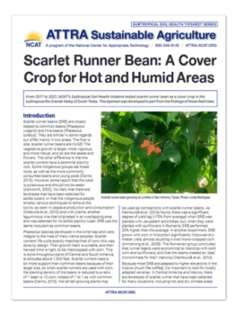 Scarlet Runner Bean: A Cover Crop for Hot and Humid Areas cover