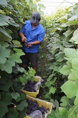 man harvesting grapes