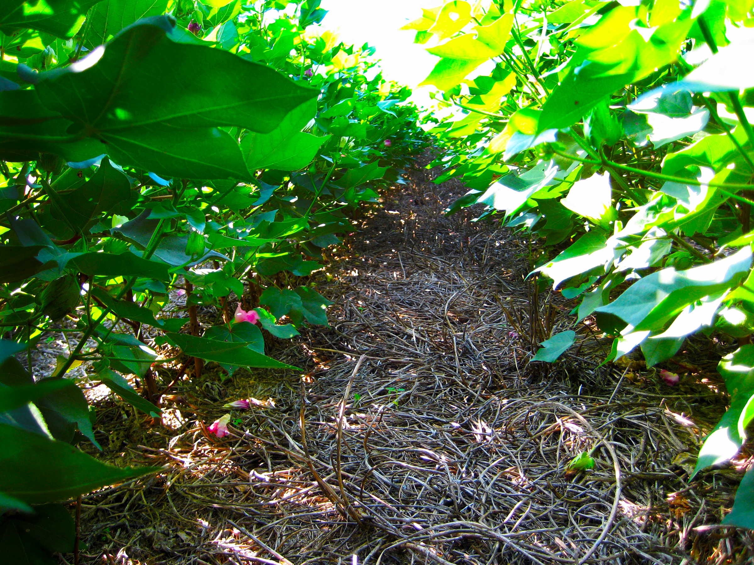 farmer chem-killed a small-grain cover crop and no-tilled cotton into it.