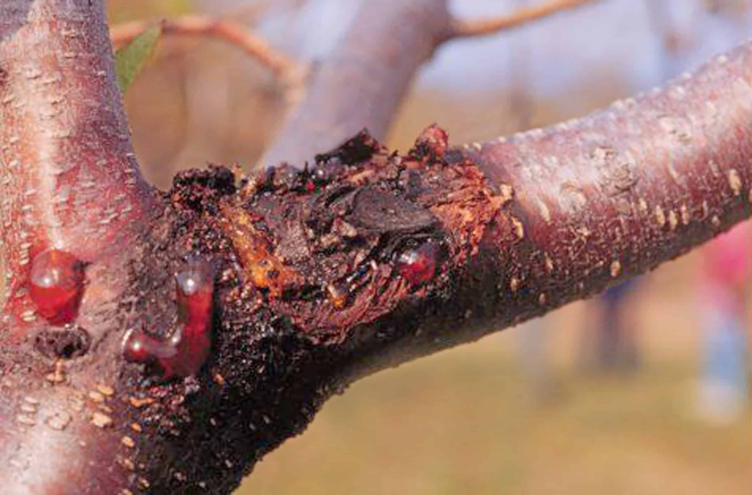 Cytospora Canker