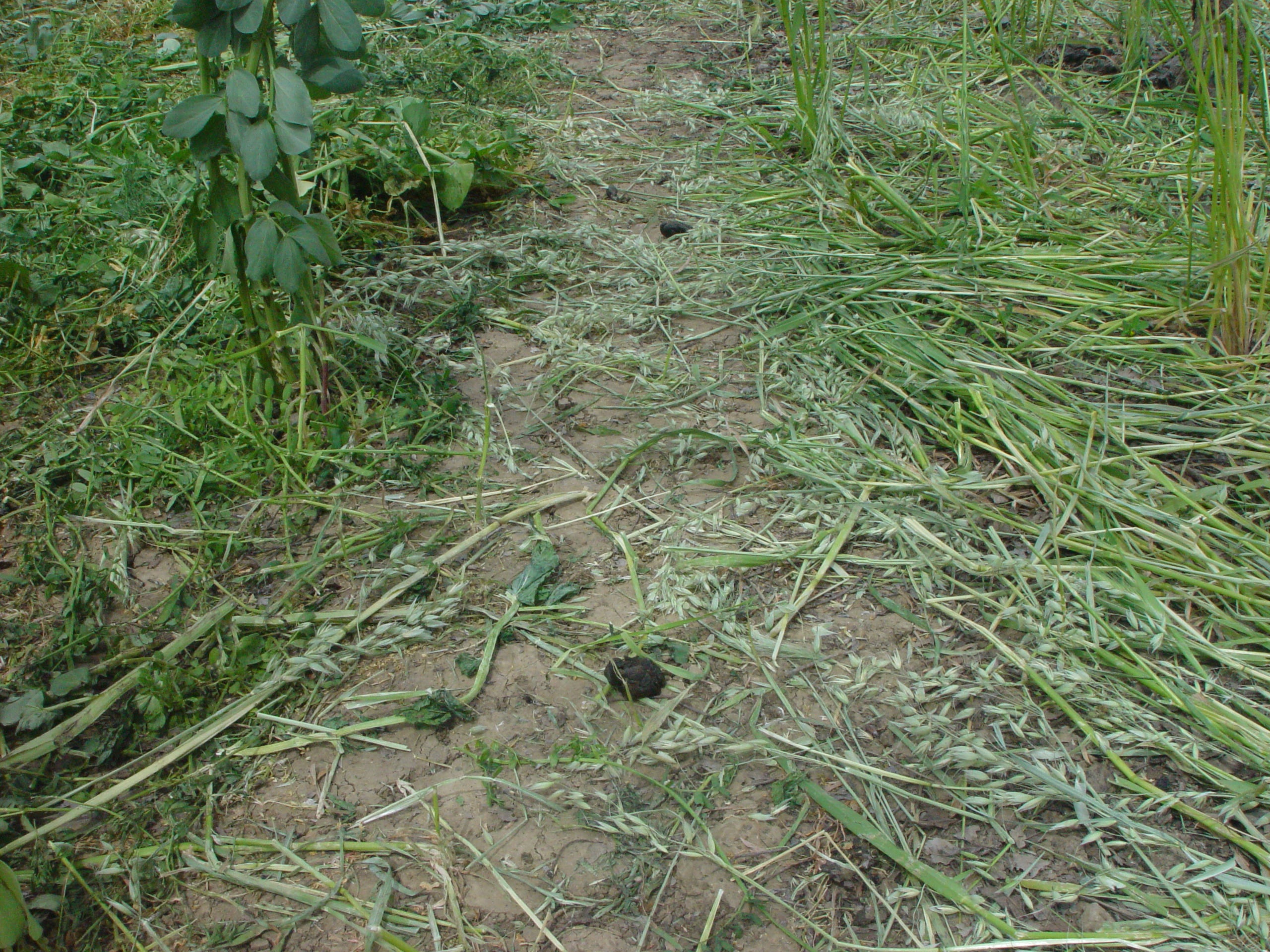 Sheep manure in a cover cropped walnut alley. Thisfarmer stopped grazing sheep in their walnut orchard due to the potential risk (and liability) of contamination by pathogens from undecomposed manure contacting walnuts during harvest.