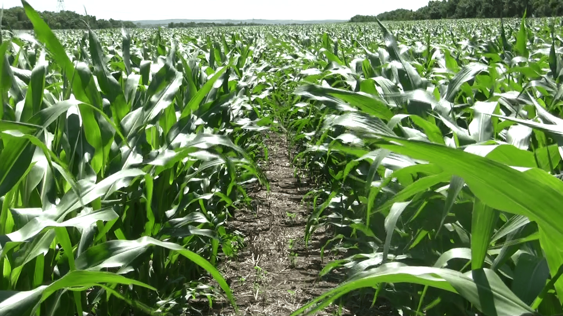 Un campo de maíz sembrado sin labranza, sin fertilizantes ni herbicidas.