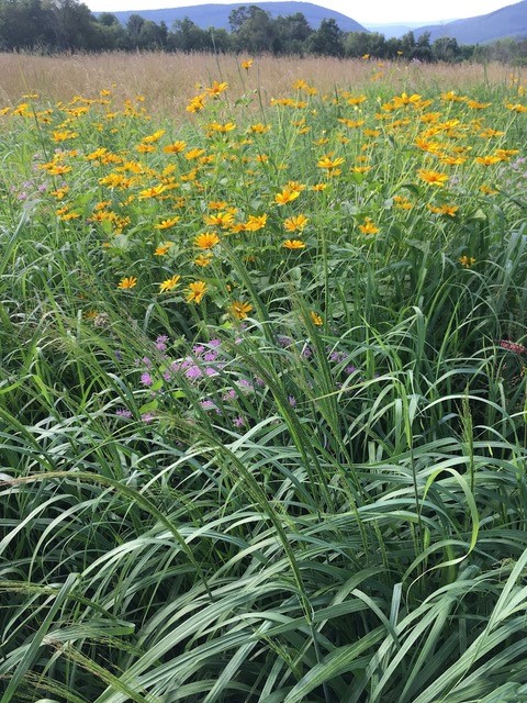 One year after planting, this is the well established conservation cover.