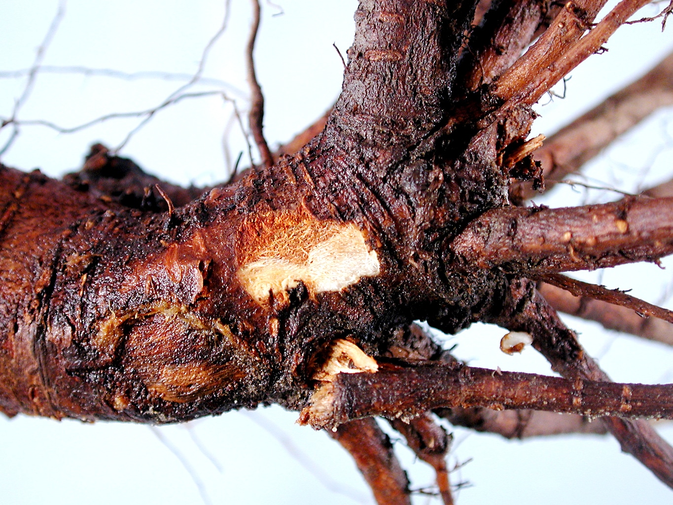 Phytophthora in the root stock