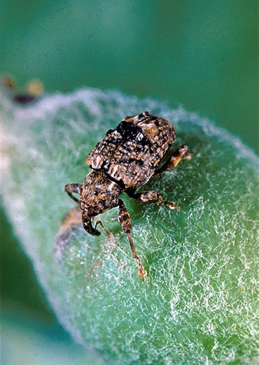 Plum Curculio