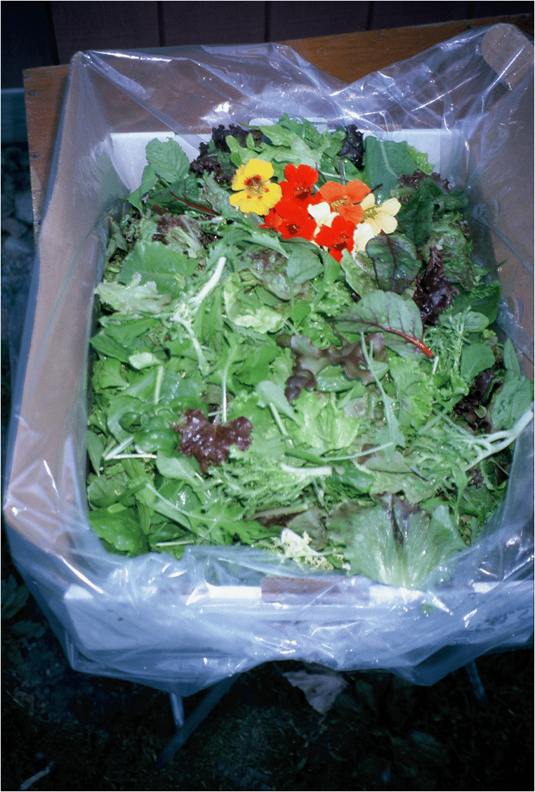 Markristo Farm lettuce mix