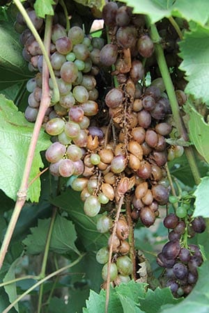 Cluster of grapes with rotting brown grapes in the center