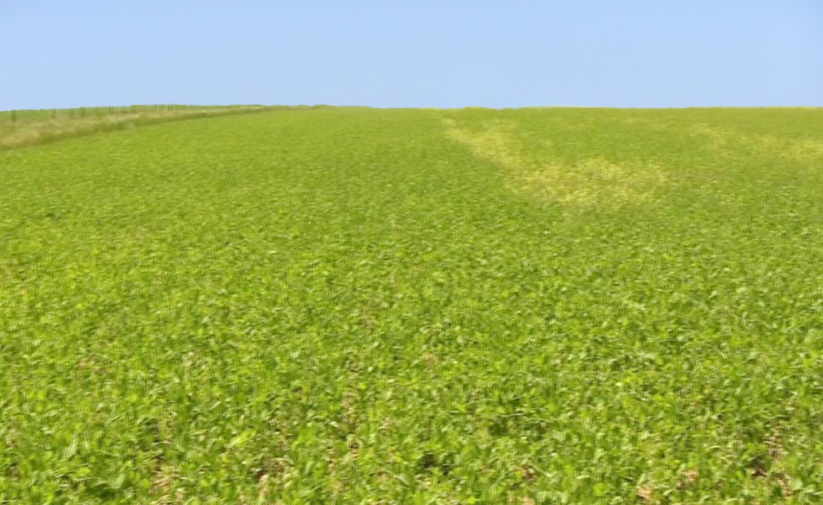 spring peas with tansy