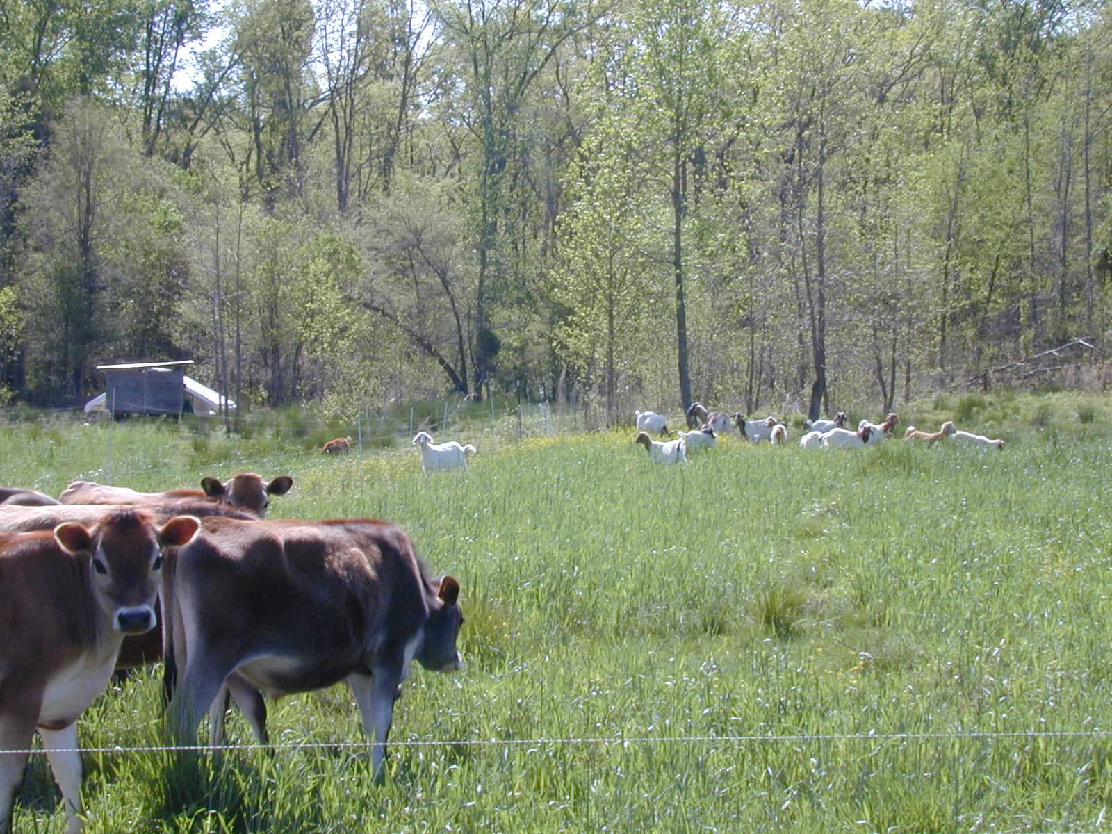 Fickle Creek Farm steers and goats