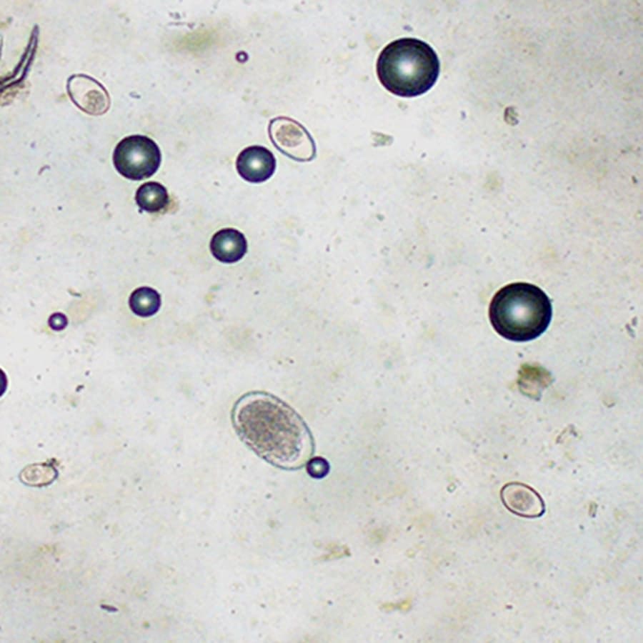 strongyle egg vs coccidia egg