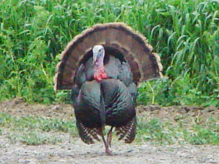 A turkey. 