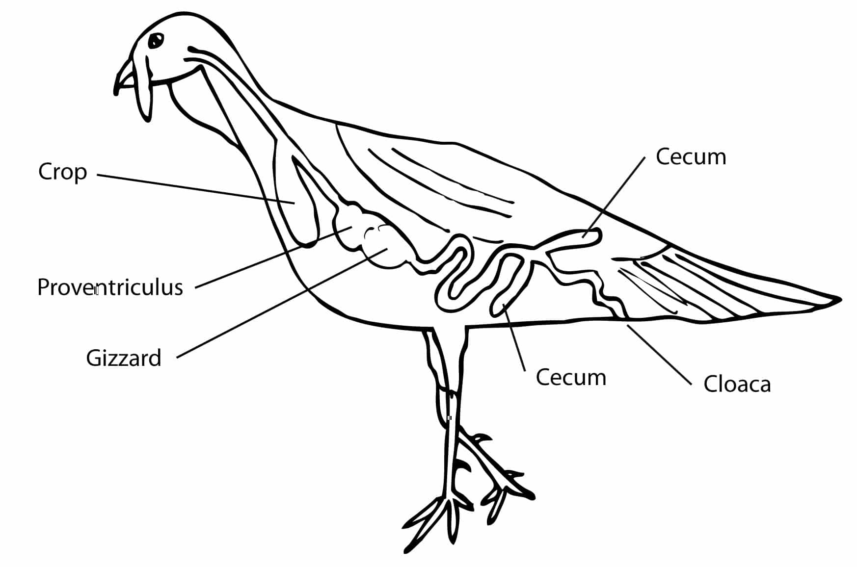 Dibujo del tracto digestivo del pavo