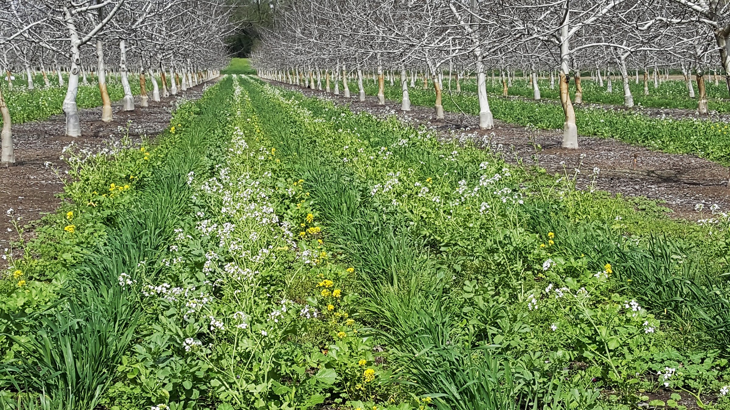 A diverse cover crop of more than a dozen species of grasses, legumes, and mustards 