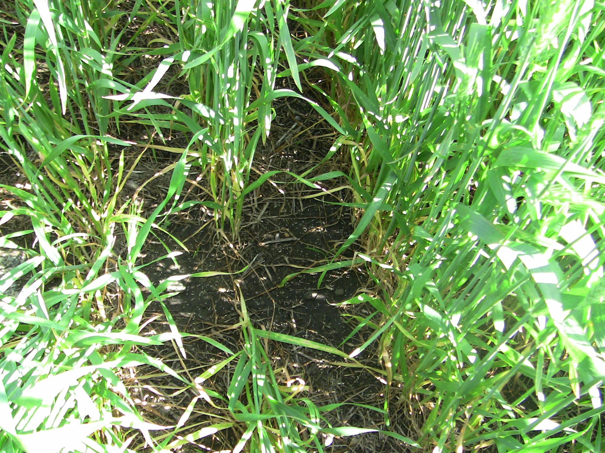 Residuos de trigo con cultivo de cobertura previo. 