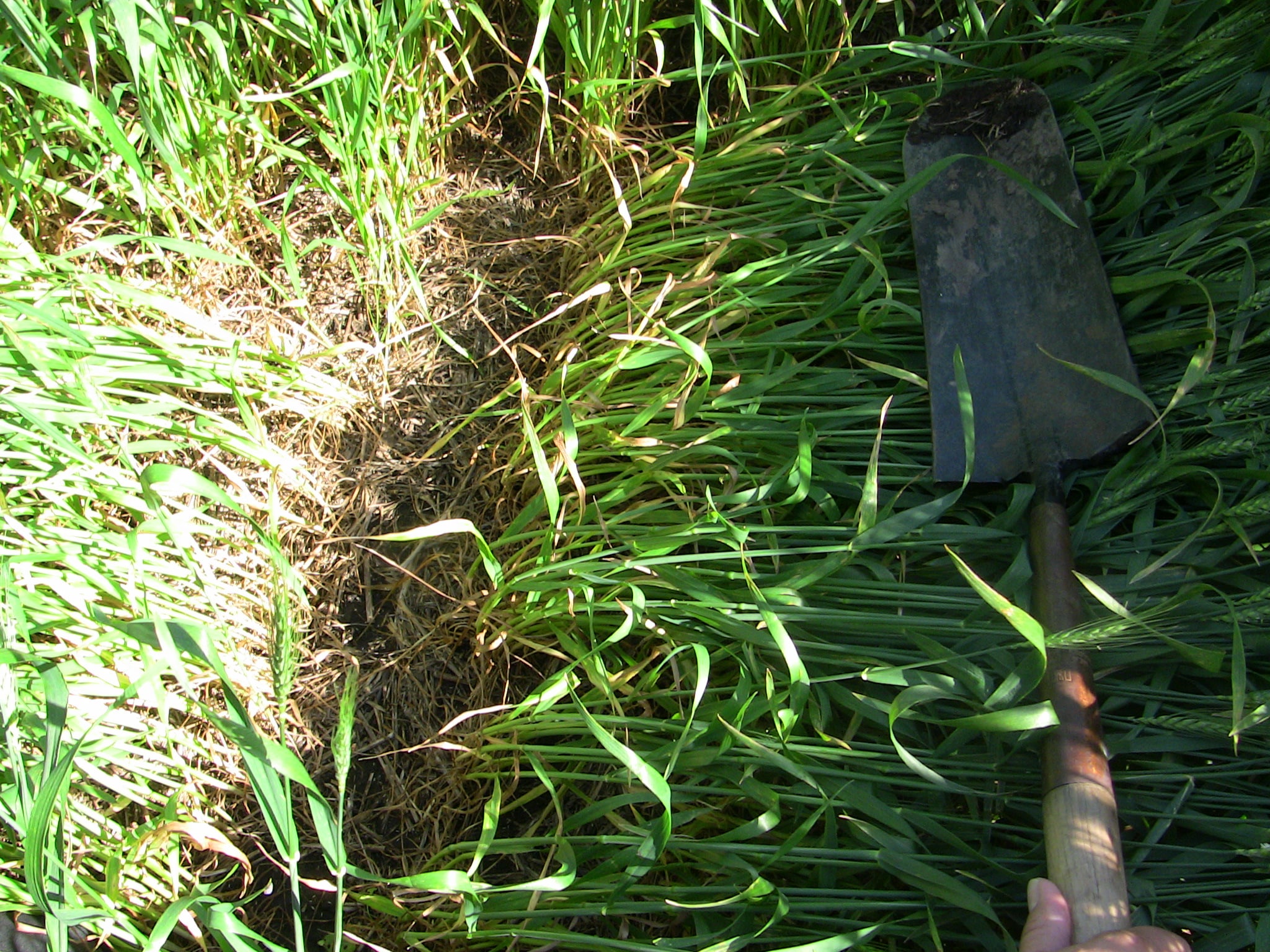 Residuos de trigo sin cultivo de cobertura previo. 