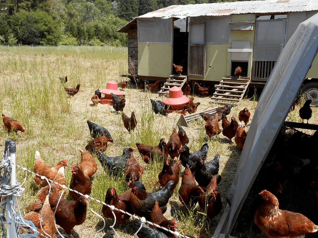 chickens in a fenced pasture near their coop