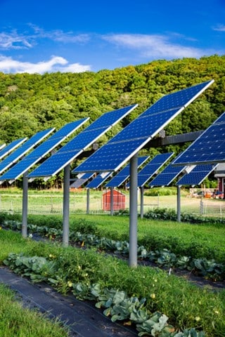 La sombra que proyectan los paneles solares protege de la luz solar y del viento a los cultivos de hortalizas que se encuentran debajo.