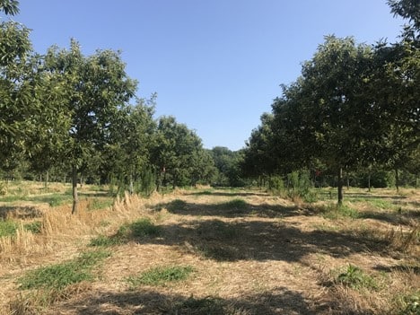 Sistema agroforestal de cultivos en hileras