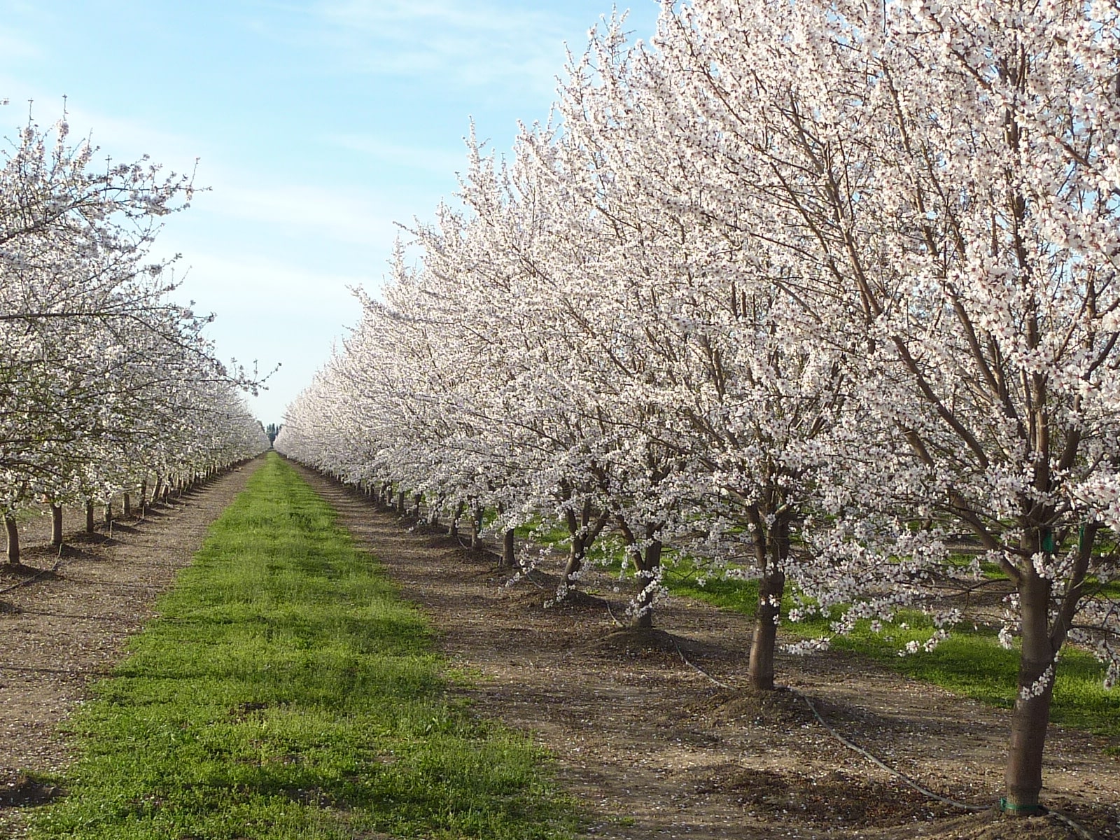 almond trees in bloom