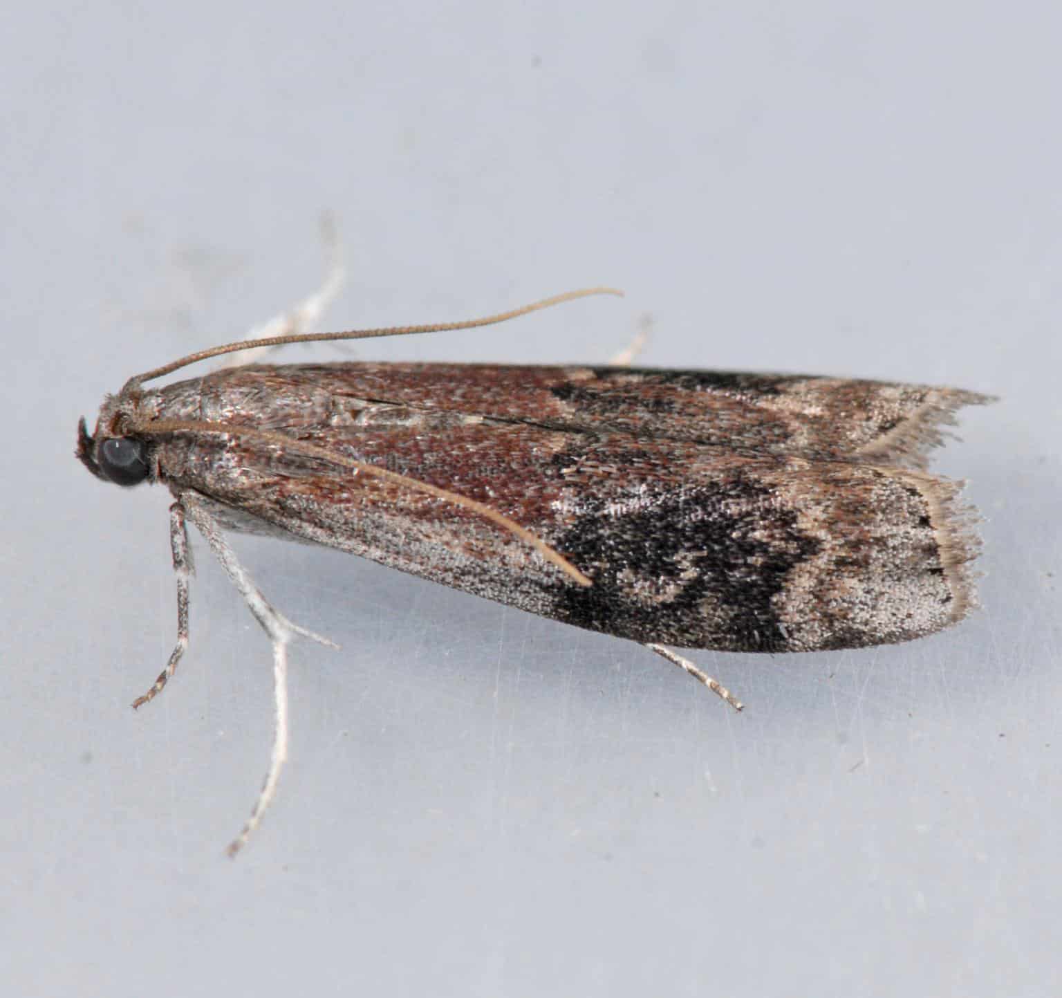American plum borer