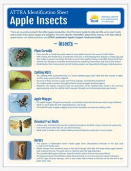 ATTRA Identification Sheet: Apple Insects cover