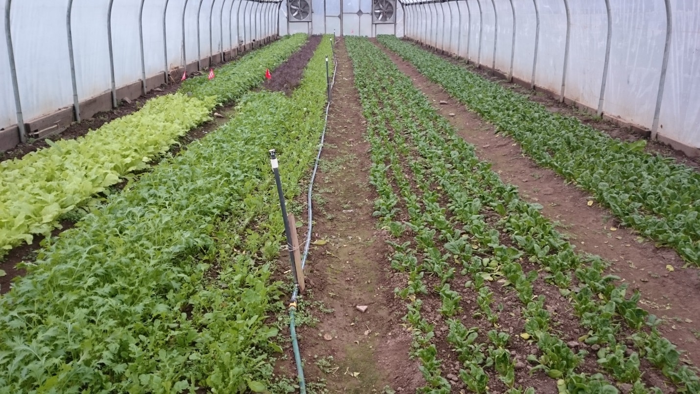 Cultivo invernal de verduras asiáticas y espinacas en túneles altos