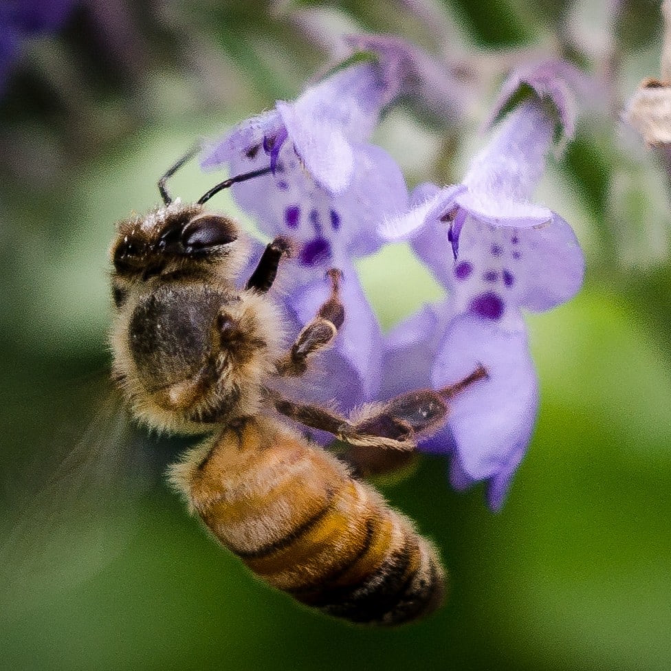 Close-up of a honeybee perched on a purple flower. 