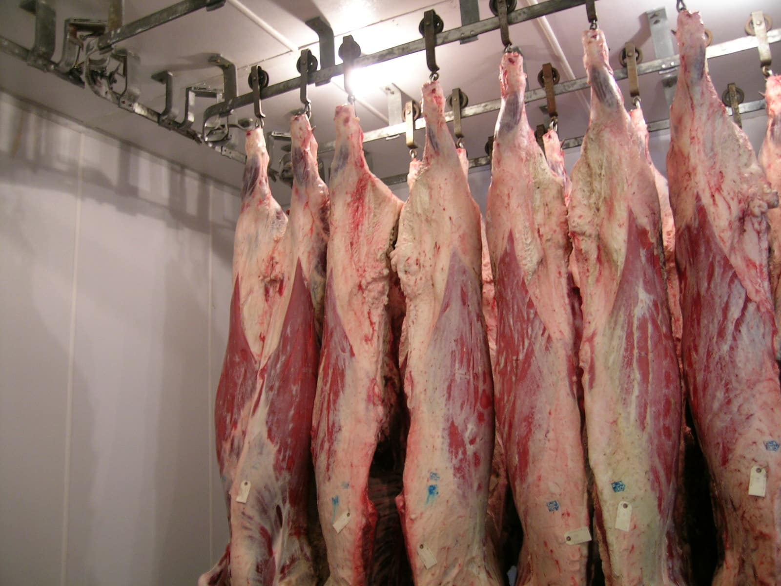 Carne de vacuno colgada en la cámara frigorífica de una planta cárnica. 