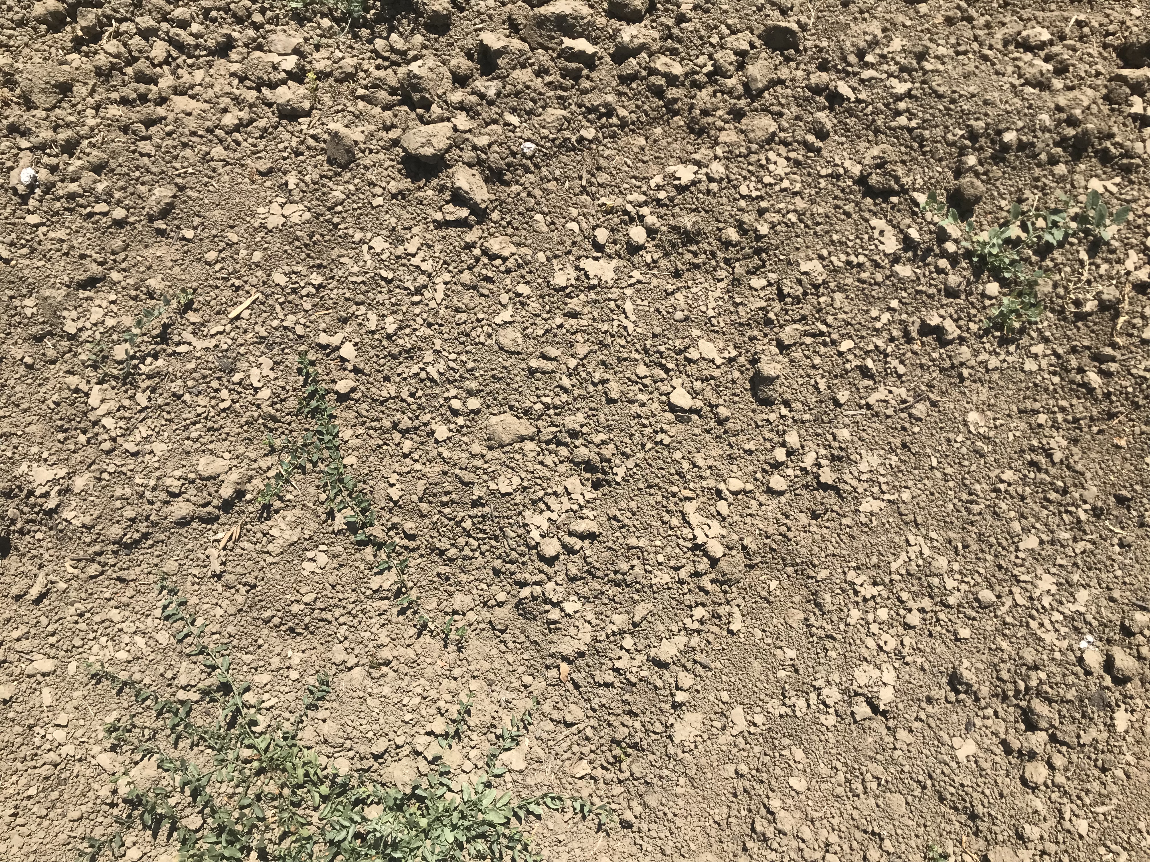 Biosolarization for one week with field bindweed.