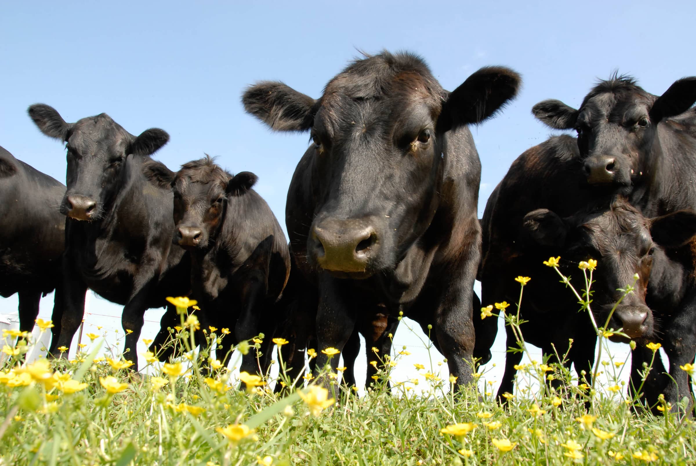 Black Angus and Buttercups at Crow Farm