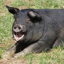 pastured hog