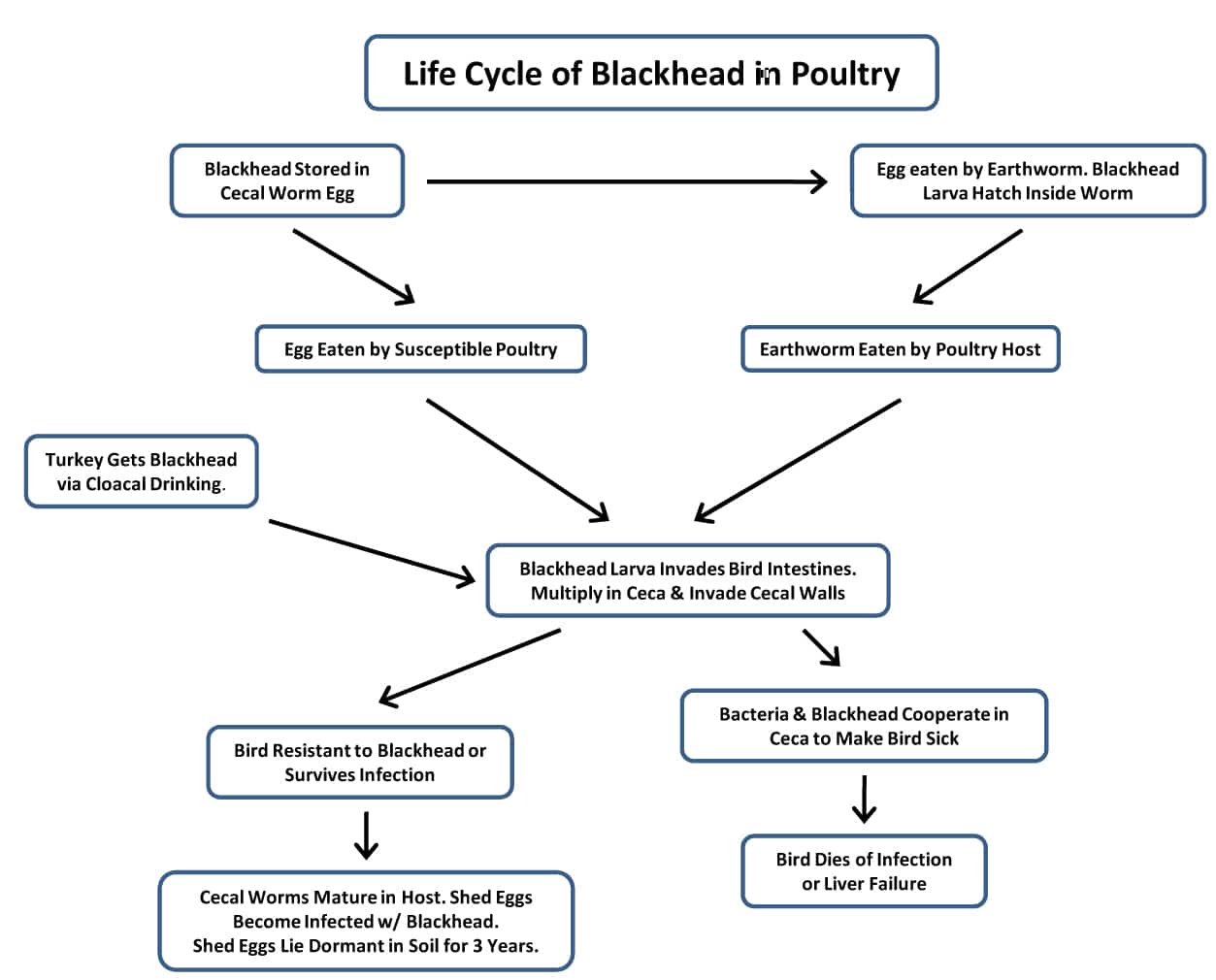  Ciclo de vida de los puntos negros
