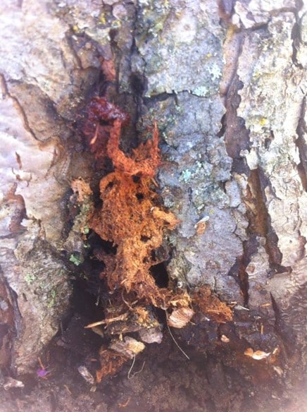 Borer frass at tree base
