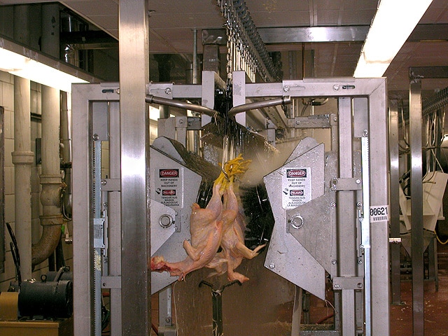 Broiler carcasses