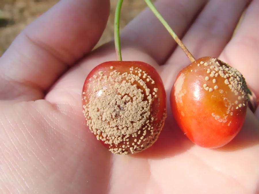brown rot