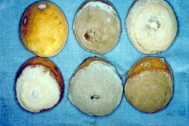 brown rot on plum