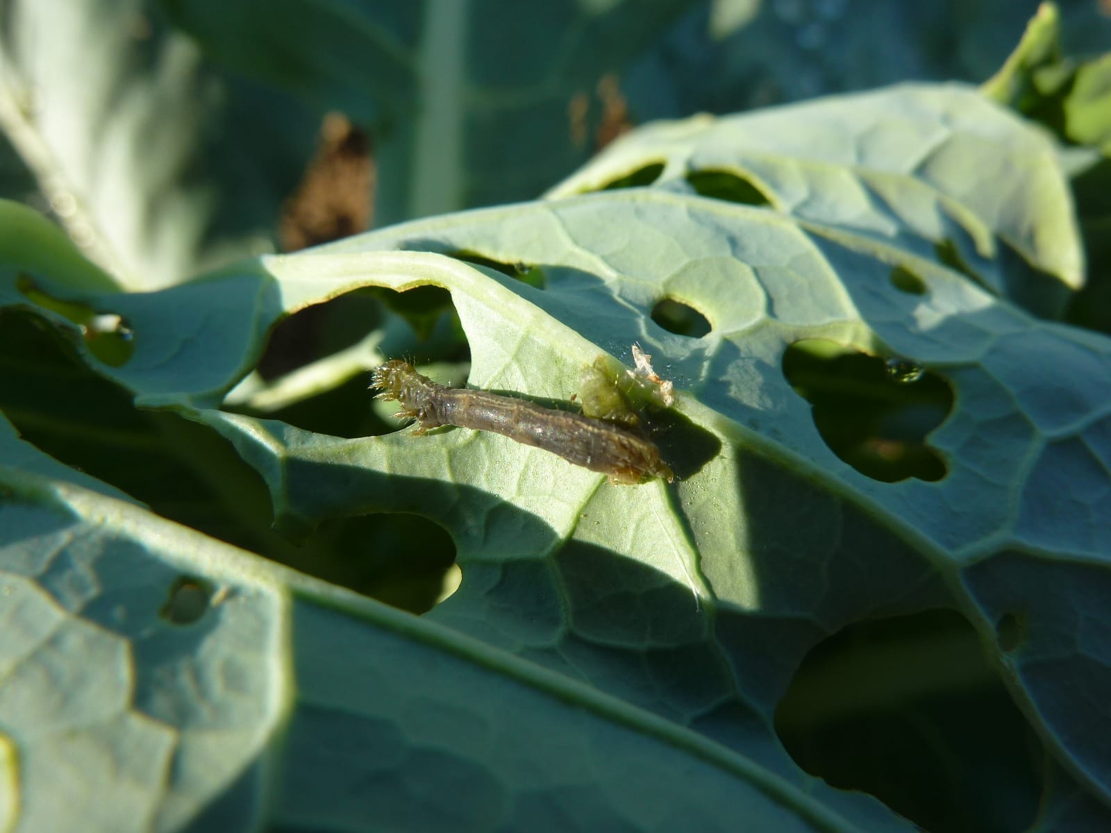 Plaga de la oruga del repollo