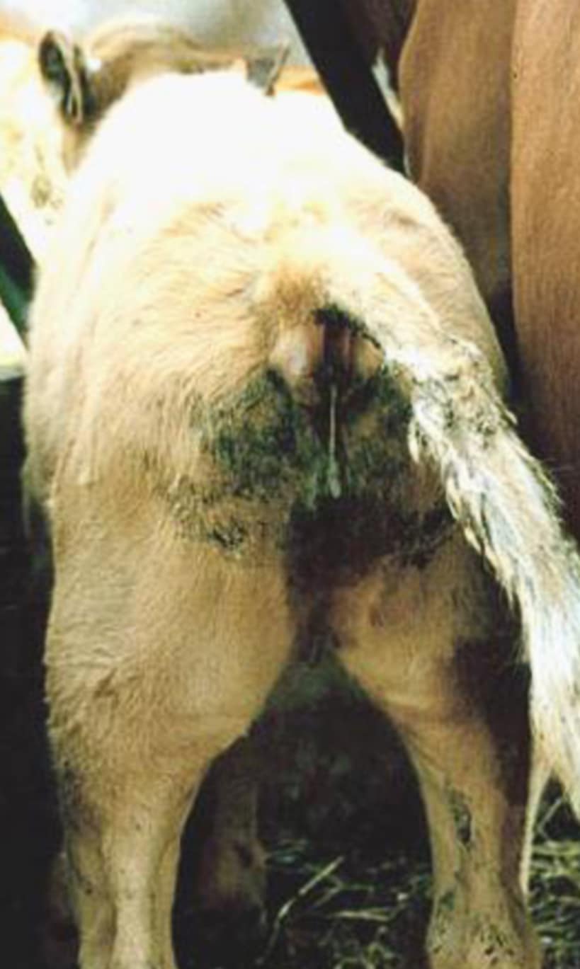 calf with coccidiosis