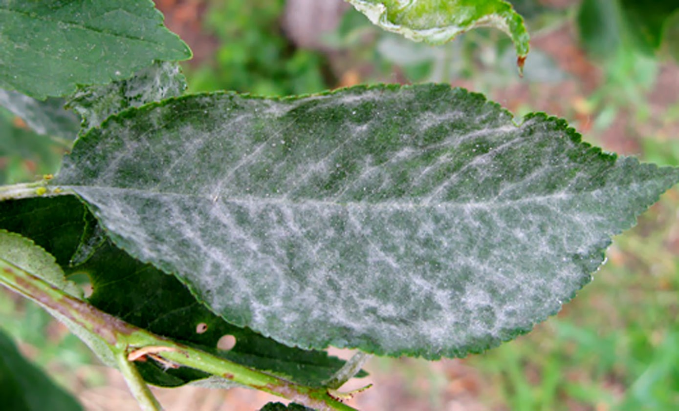 Powdery mildew on cherry leaves